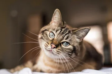 ¿Qué indica el grito del gato por la noche?