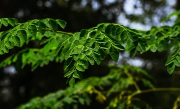 “The miracle tree” which filters over 98% of microplastics from drinking water