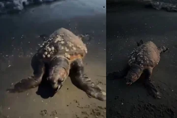 ヴロラの海岸には珍しい亀が死んでいる