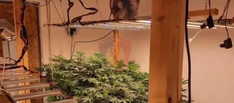 La polizia trova i d'laboratori di droga nell'appartamento di Pristina confiscato decine di piante di marijuana