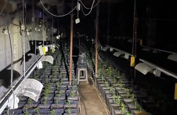 Pecで発見された実験室からのナルコティック植物は、今日排除されると予想されます