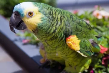 ¿Estás pensando en mantener loros? Estas son las cinco mejores especies para el hogar