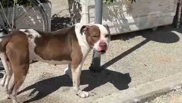 Djangomareの犬ビット4歳、Pitbulの所有者が訴え