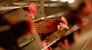 スイスの7万世帯が育つ鶏肉を運ぶため、
