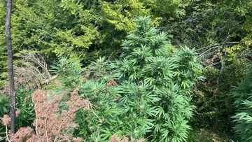 カパニックのマイナーは、ハンカフで終わる, 国内の暴力を疑った庭で大麻を見つけます