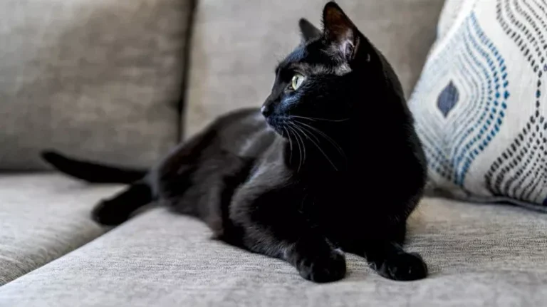 誰もが黒い猫が悪い運をもたらすと思う13の事実は、そうでなければ示します