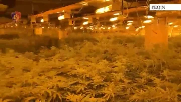 45,000-根の大麻植物、Rogozyna刑務所のディレクターは、兄弟の検索で解放されます