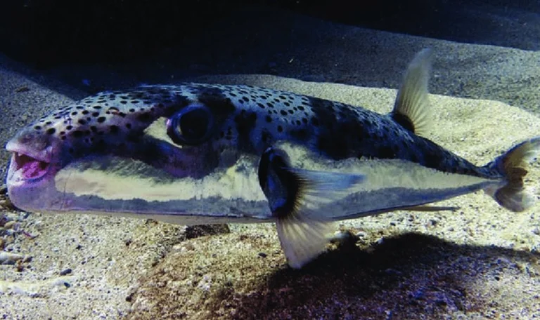アドリアティックで獲れた危険な魚:消費されるとこの魚は致命的です