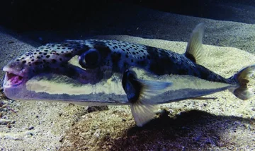 アドリアティックで獲れた危険な魚:消費されるとこの魚は致命的です