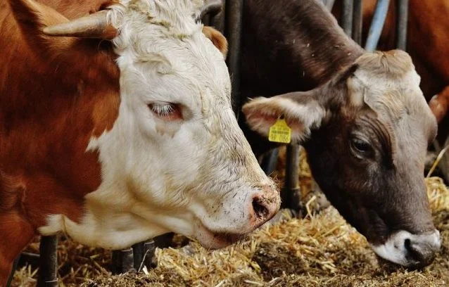 Una alarma para las enfermedades infecciosas en el Ministerio de Agricultura de Lubisht da detalles sobre las masas