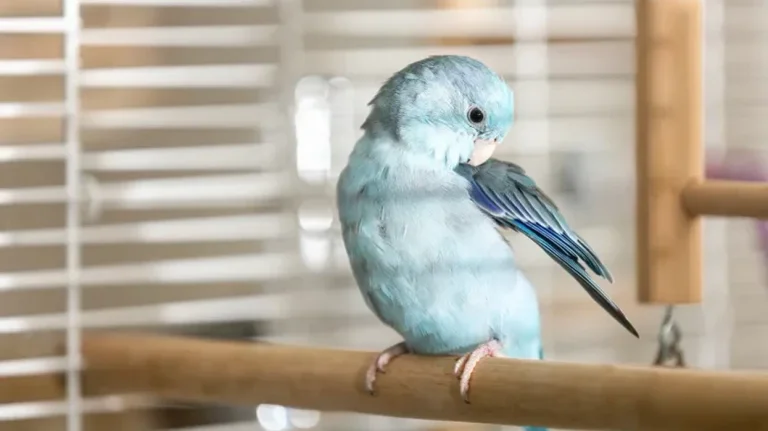 鳥が血の羽を破壊するときに何をするか