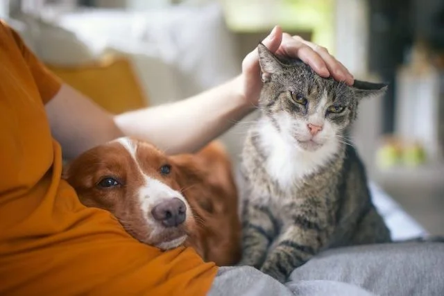 ワシントンポスト:家でよくあるアイテムは、猫や犬に致命的であることができます