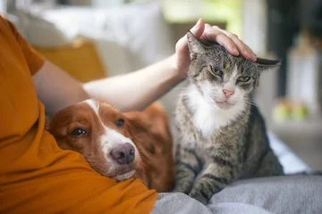 Washington Post: Some items common at home can be fatal to cats and dogs