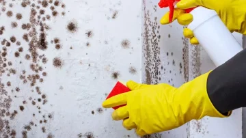 The black mold will disappear from your house if you take a simple action every morning