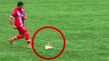 Großartig im Fußball: Spieler rettet die Gull, die von Torwart getroffen wurde