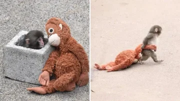 Meet Punchi, the abandoned monkey taking over the Internet at speed