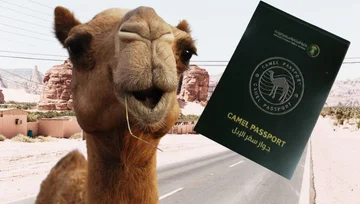 Arabia sorprende por su inusual iniciativa: Un camello con un pasaporte formal