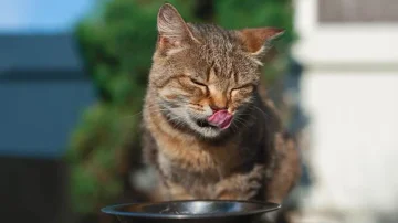Why do cats sometimes eat with their eyes closed?