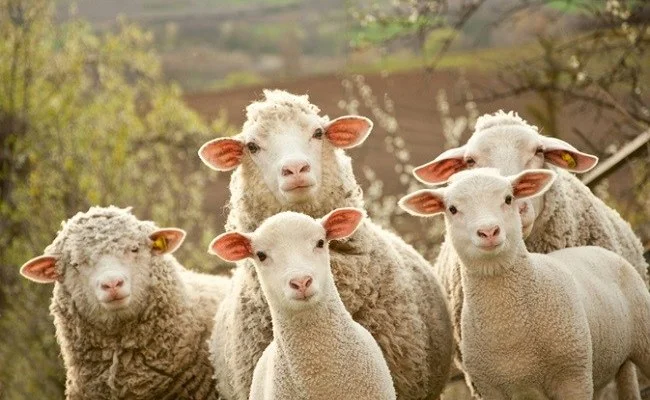 AUV verbiedt schapen en geiten uit Noord-Macedonië