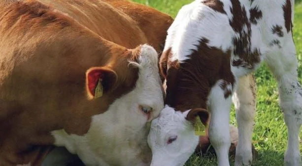 AUV: “Ker” nu mai este prezent în nordul Macedoniei, importul de animale permis