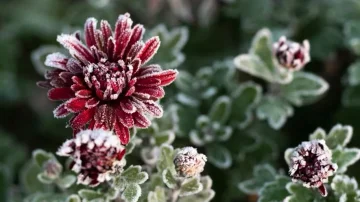This is the most beautiful flower of winter: Feng Shui says it brings harmony and good luck