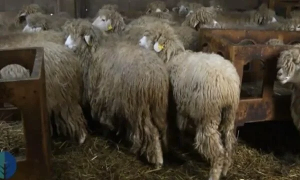 Verdhok, Kosovo autochthon får