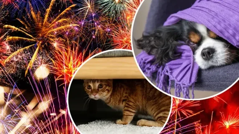 Petardas en vuurwerk: Het stille risico van het jaar voor honden en katten