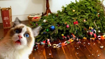How to Save the Cat's New Year's Extinction - Two Simple real tricks
