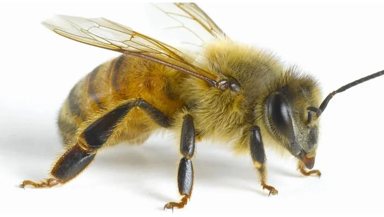 Dessa är de dödligaste djuren och insekterna i det vilda