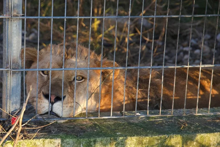 Albański zwierzątko domowe gra schronisko w Niemczech