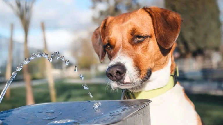 Why do dogs drink less water in winter and when do you have to worry?