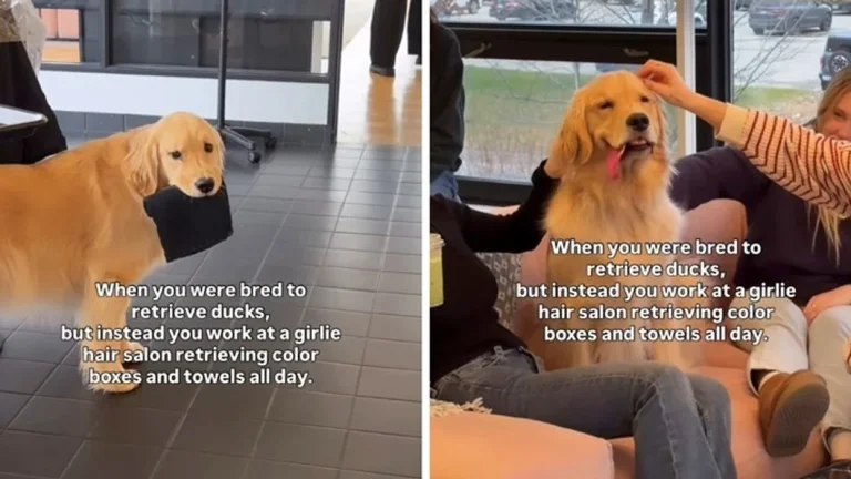 Cão ajuda no salão de cabeleireiro, vídeo é atingido