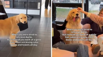 Dog helps in the hair salon, video is hit