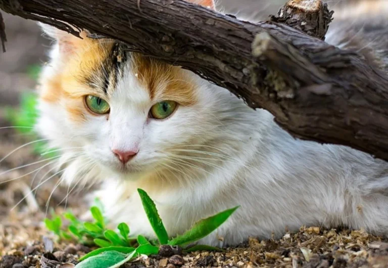 New Zealand begins process of cat extinction