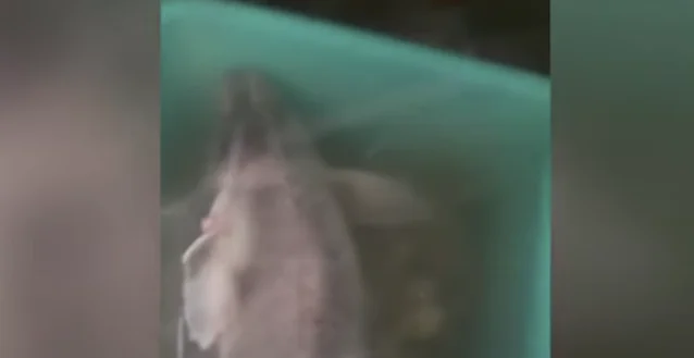 Le requin est capturé dans les eaux de Radima, son poids de 35kg (VIDEO)