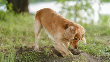 Why do dogs dig holes in the yard? What is behind this ancient instinct?