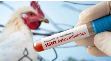 AUV 금지는 H5N1 새 독감 케이스 후에 독일의 몇몇 지역에서 새의 수입을 금지합니다