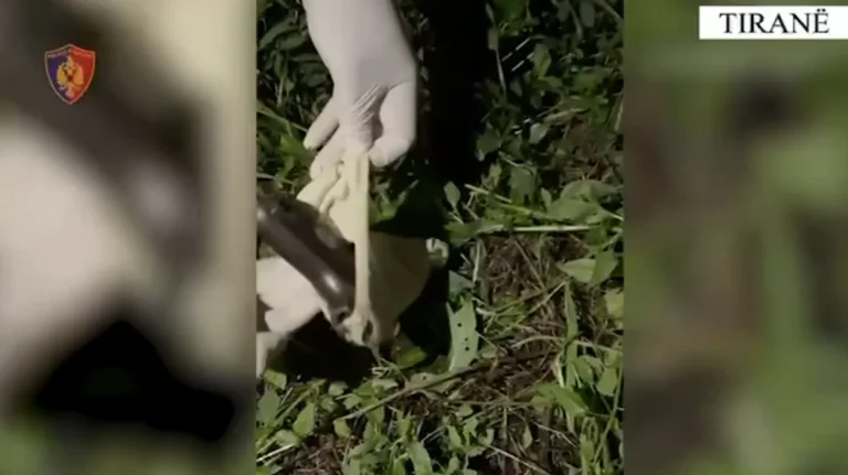 5 ל-5 אלף יורו בטירנה נעצרו שני חשודים