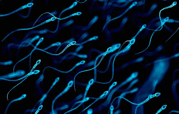 El esperma masculino sobre 40 transmite mutaciones que causan enfermedad infantil