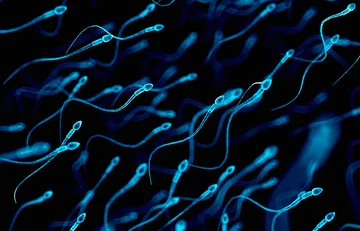First sperm pregnancy found by artificial intelligence