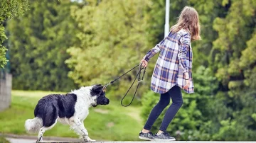 Do not force it on experts explain why the dog refuses to walk and how to persuade him to move