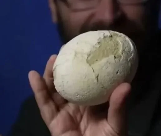 Un ou de dinozaur vechi de 70 de milioane de ani descoperit, este în stare perfectă