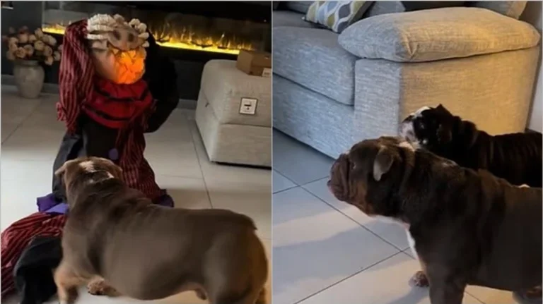 Această tendință în TikTok în cazul în care proprietarii sperie lor Halloween de decorare câini este considerat foarte greșit