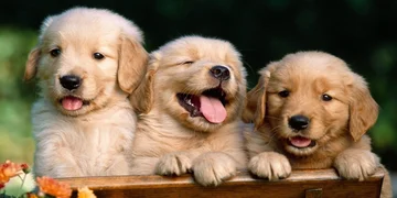 Very soon, Al will be able to translate animal language
