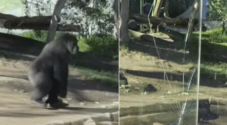 El goril·la corre i trenca la barrera de vidre a la seva gàbia a San Diego Zoo