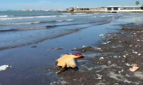 Une tortue marine rare est morte sur la côte de Vlora