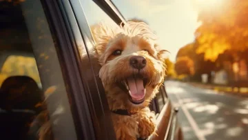 Veterinarys: Don't let the dog get his head out of the car window