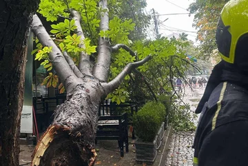 Trk hrasta v bližini zelenega trga v Prištini