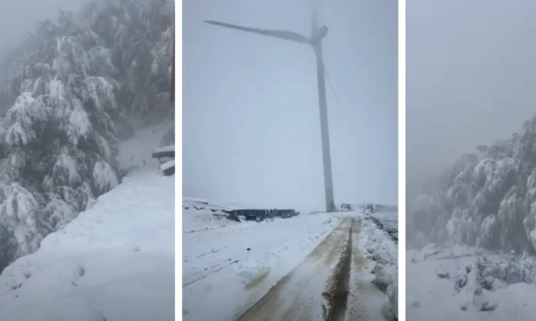 Bygora szőlőjét hó borítja.