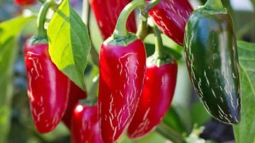 Hrvaška vrne pošiljko s pesticidi, prepovedanimi iz Albanije